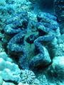 AU Giant clam or Tridacna gigas.jpg