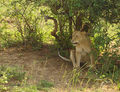 Uganda Murchison-Falls-Lion.jpg