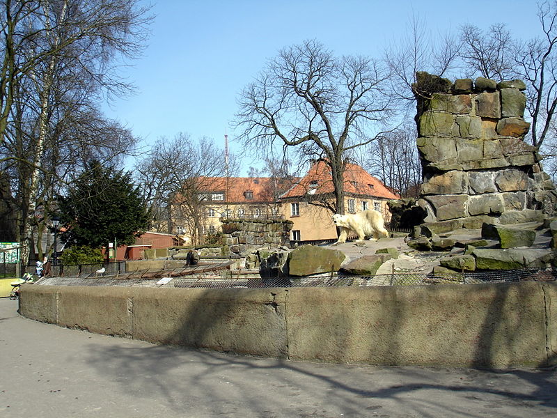 Файл:Ru kaliningrad zoo white bear 08.jpg