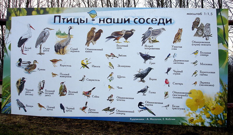 Файл:Ru kaluga reg park ptic plakat 08.jpg