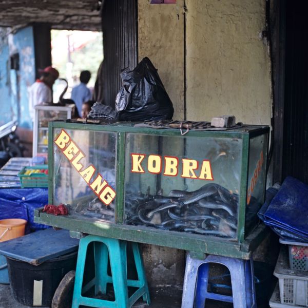 Файл:ID Jakarta Fauna for Sale 09.jpg