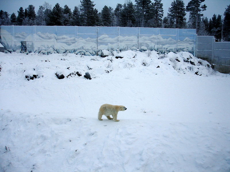 Файл:Fi ranua zoo bear 3 09.jpg