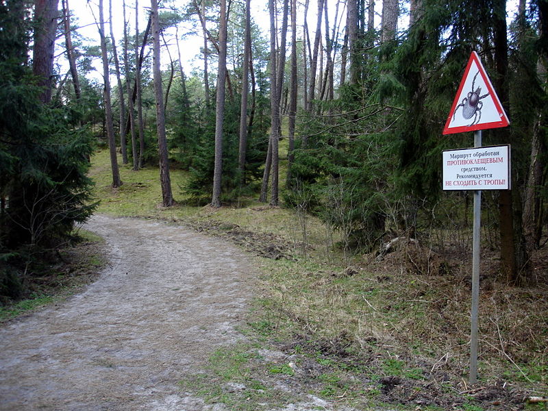 Файл:Ru kaliningrad region kursskaja kosa visota mullera road 08.jpg