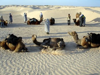 Tn douz camel 1 06.JPG