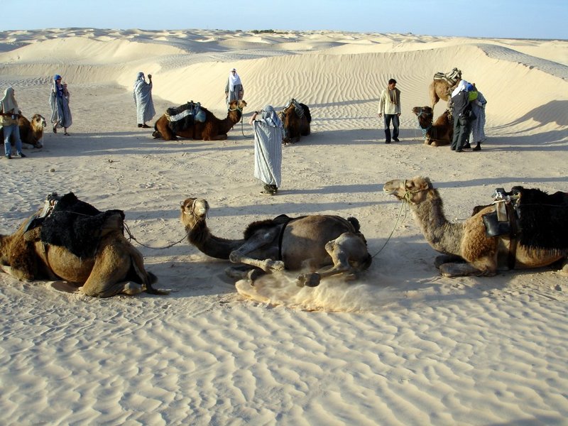 Файл:Tn douz camel 1 06.JPG
