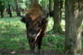 Ru priokskij reserve subr sysop 07.jpg