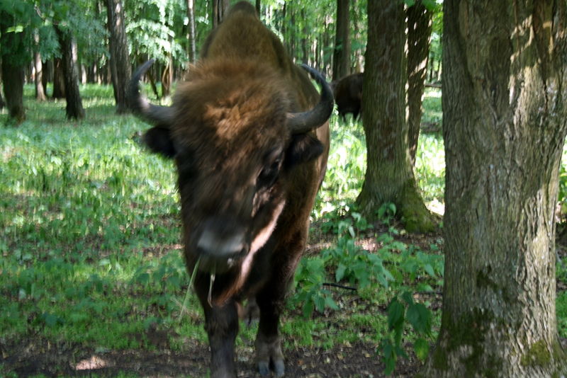 Файл:Ru priokskij reserve subr sysop 07.jpg