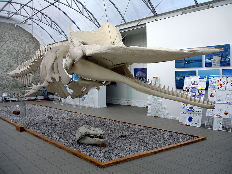 Файл:Ru kaliningrad ocean museum zal kasalota 08.jpg