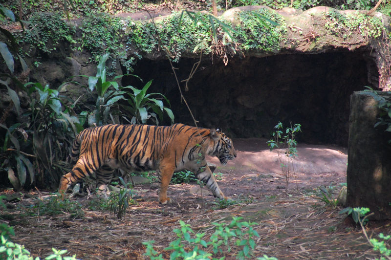 Файл:ID Jakarta Zoo Tiger 09.jpg