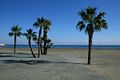 CY Larnaka Beach Palms 09.jpg