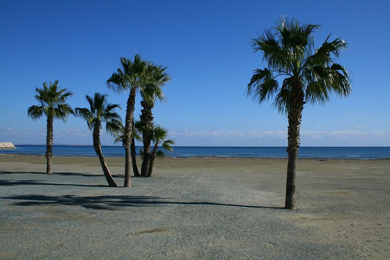 Файл:CY Larnaka Beach Palms 09.jpg
