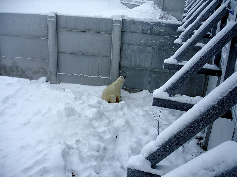 Файл:Fi ranua zoo bear 1 09.jpg