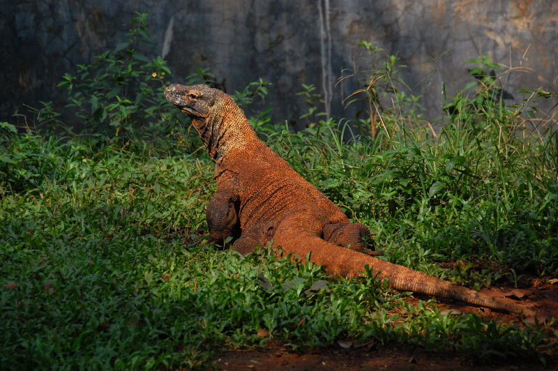 Файл:ID Jakarta Zoo Dragon 09.jpg