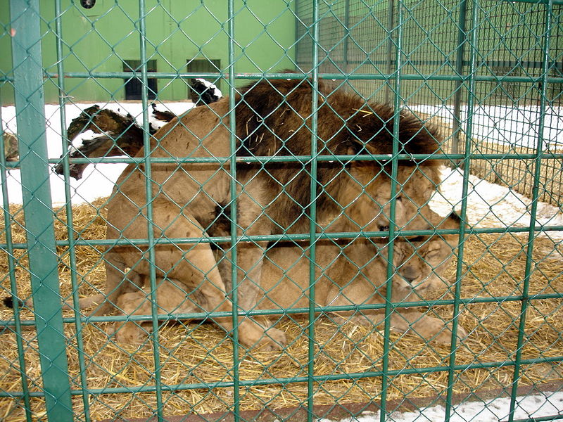 Файл:Hr zagreb zoo lion 07.jpg