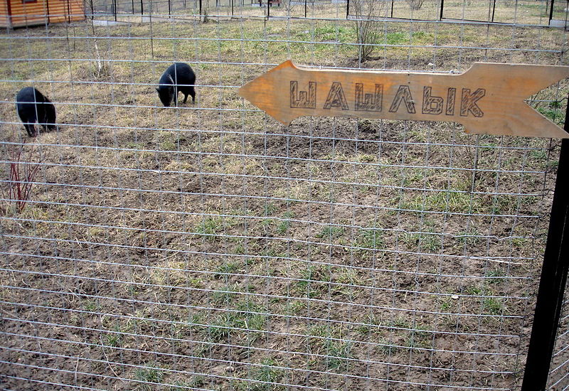 Файл:Ru kaluga reg park ptic schwein 08.jpg