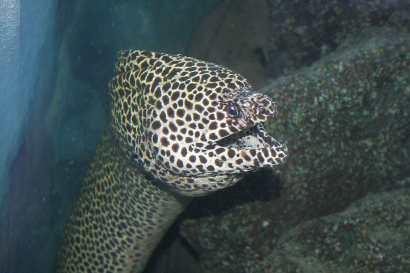Файл:TH Bangkok Ocean World Murena 09.jpg