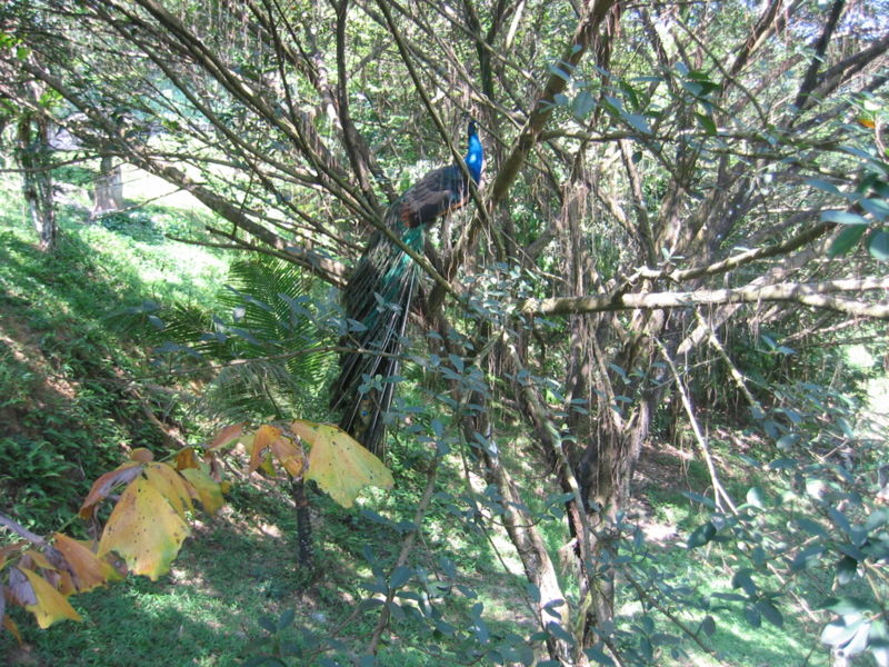 Файл:MY KL Bird Park Peacock.jpg