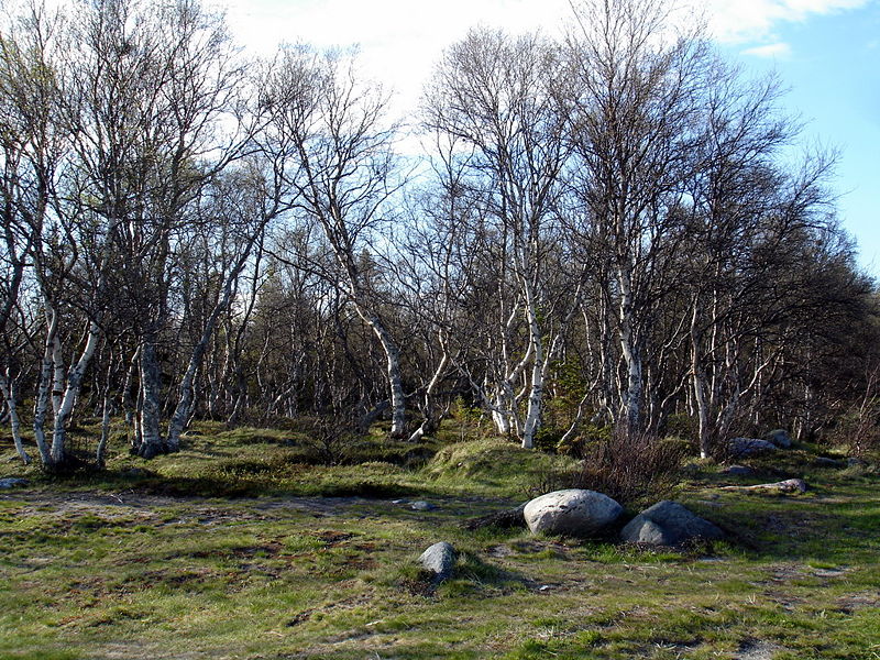 Файл:Ru solovki dance berezy 08.JPG