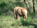 KE Baby Elephant Shaba National Reserve Kenya.jpg