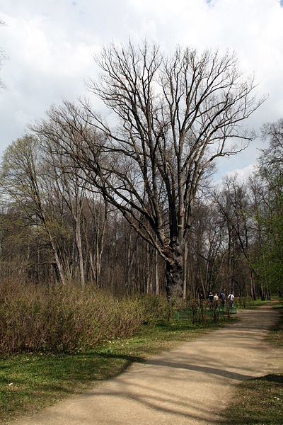 Файл:Ru orel region spasskoe lutovinovo dub 08.jpg