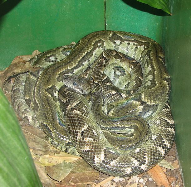 Файл:MG Madagascar Tree Boa Image 003.jpg