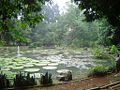 Il Botanischer Garten in Bogor.jpg