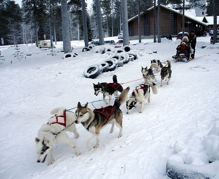 Файл:Fi ranua zoo katanie husky 09.jpg