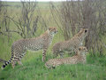 KE A Family of Cheetahs Massai M by mathayward.jpg