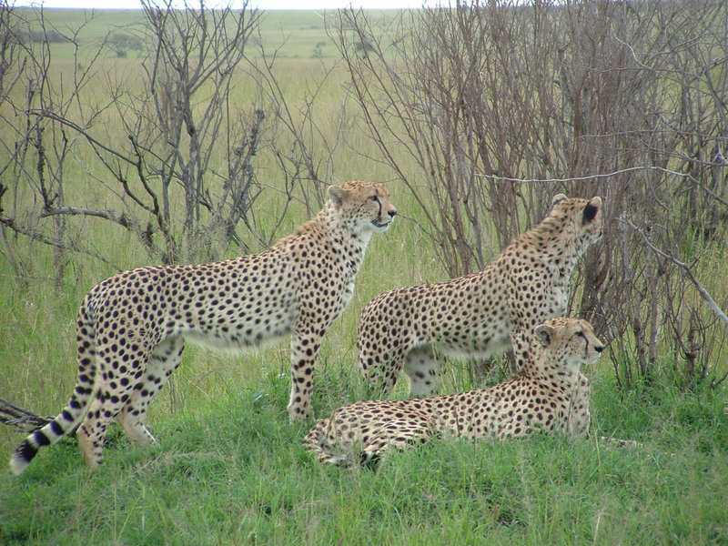Файл:KE A Family of Cheetahs Massai M by mathayward.jpg