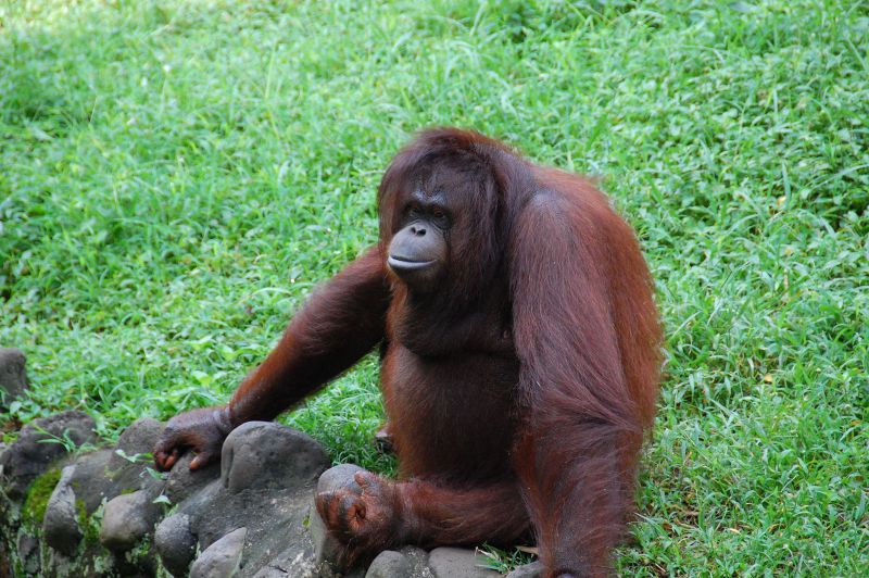 Файл:ID Jakarta Zoo Orang 09.jpg