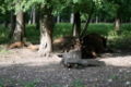 Ru priokskij reserve subr famile 07.jpg
