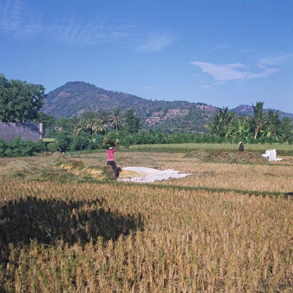 Файл:ID Lombok Rice Processor 6.jpg