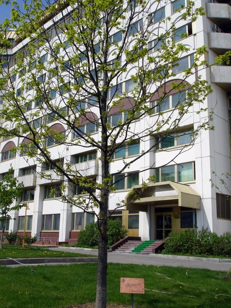 Файл:Ru moscow bakulev klinik putin derevo 06.jpg