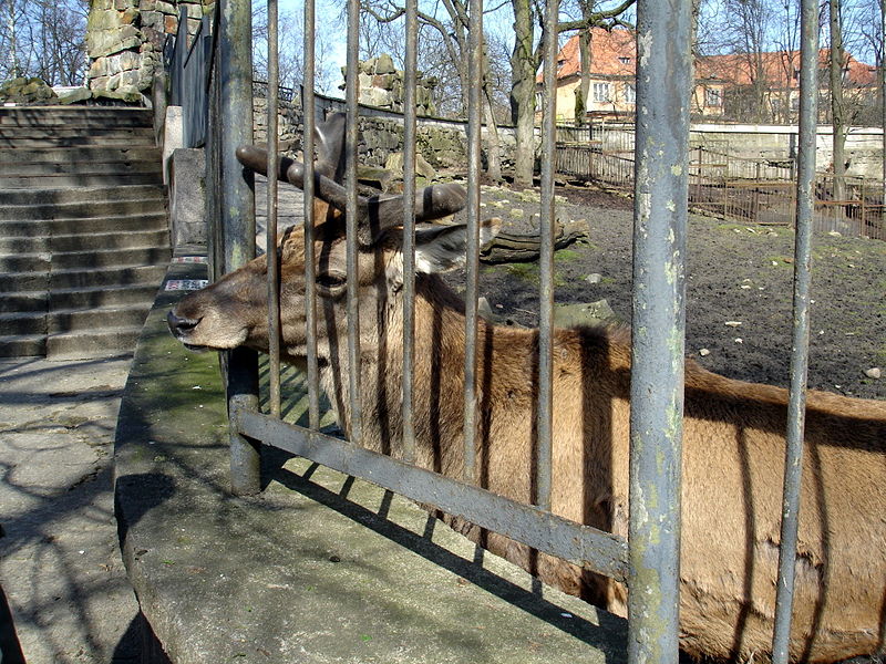 Файл:Ru kaliningrad zoo olen 08.jpg