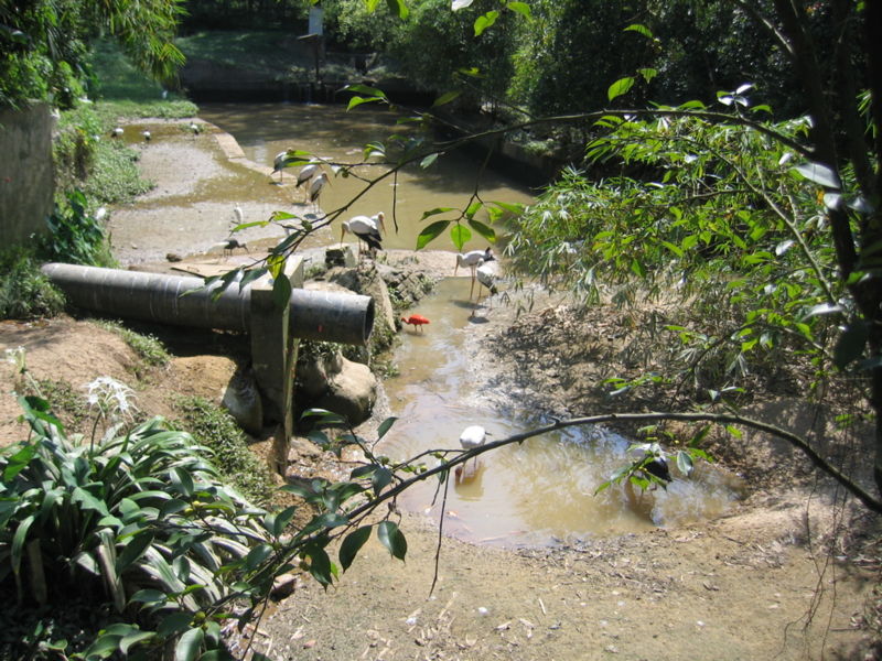 Файл:MY KL Bird Park Ibis.jpg