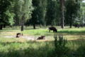 Ru priokskij reserve subr na progulke 07.jpg