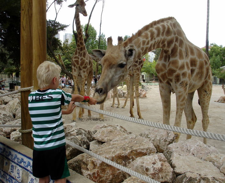 Файл:Pt lisboa zoo ziraf 08.jpg