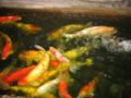 TH BKK Harmonique Gold Fish.jpg