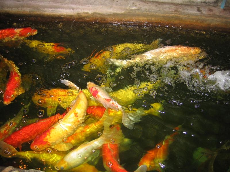 Файл:TH BKK Harmonique Gold Fish.jpg